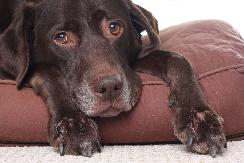 Natural Approaches to Treating Dog Depression